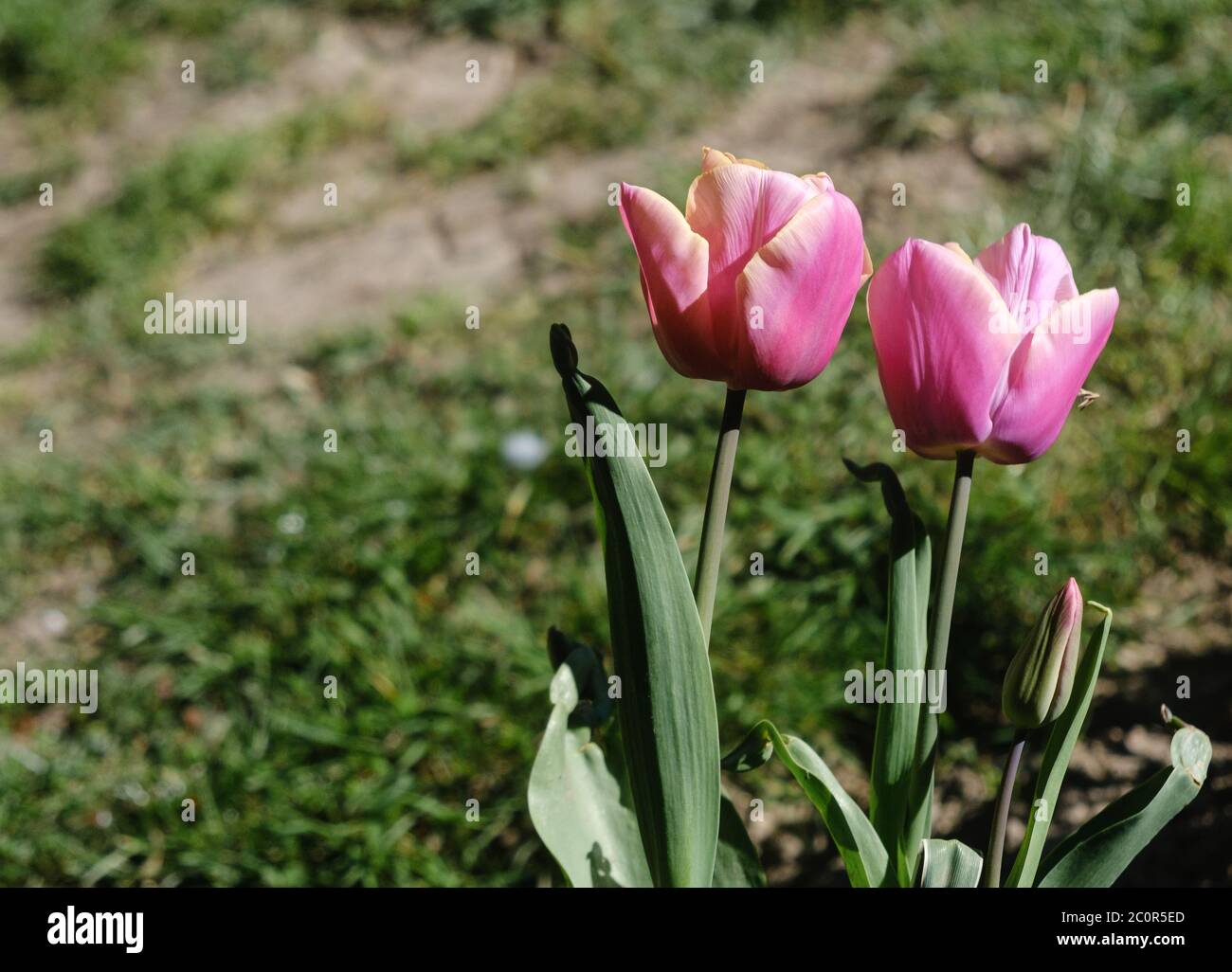 Close up of two pink tulips bloom in the Spring, with another bud on the way. Stock Photo