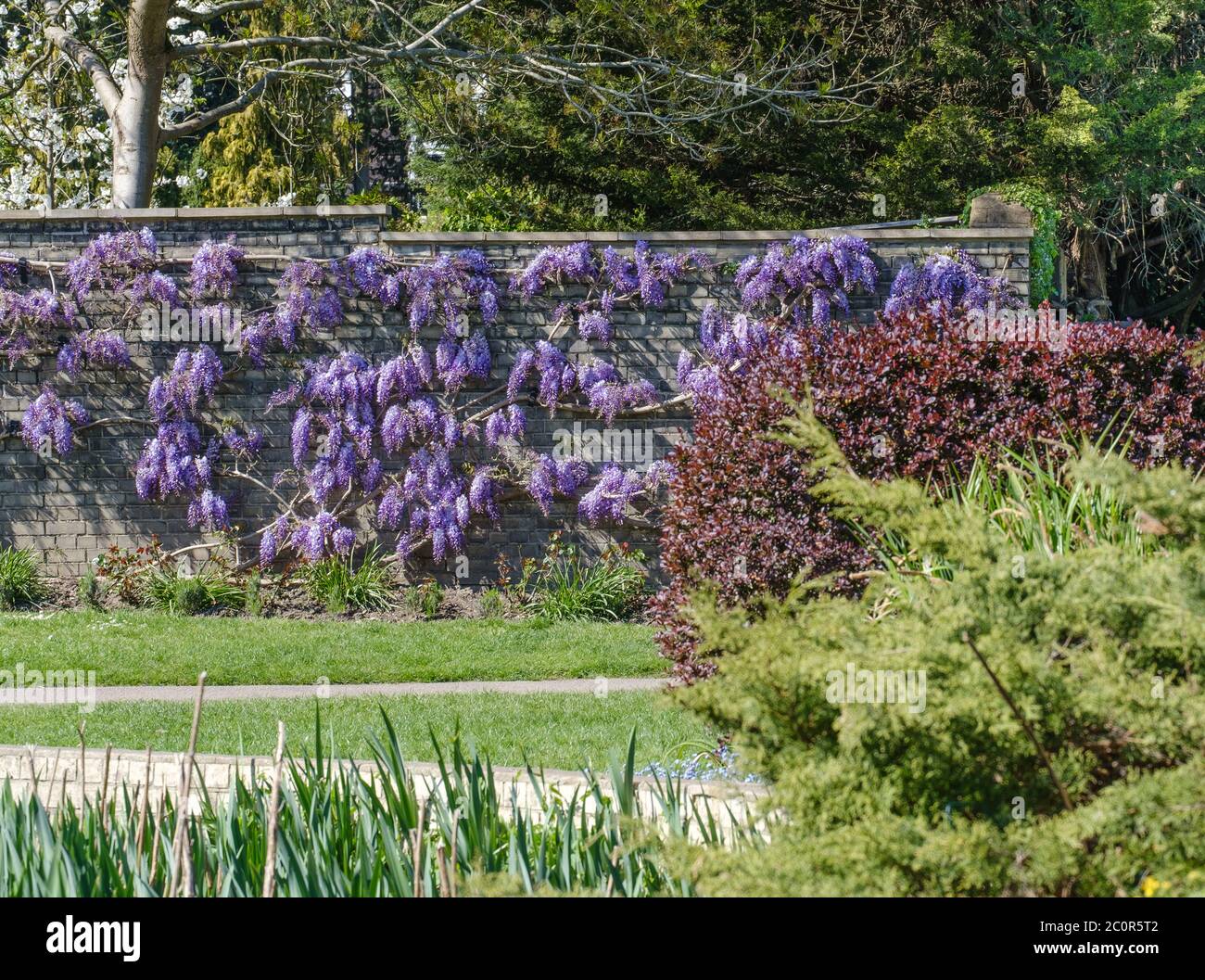 Wall covered with wisteria in full bloom with shrubbery and reeds in