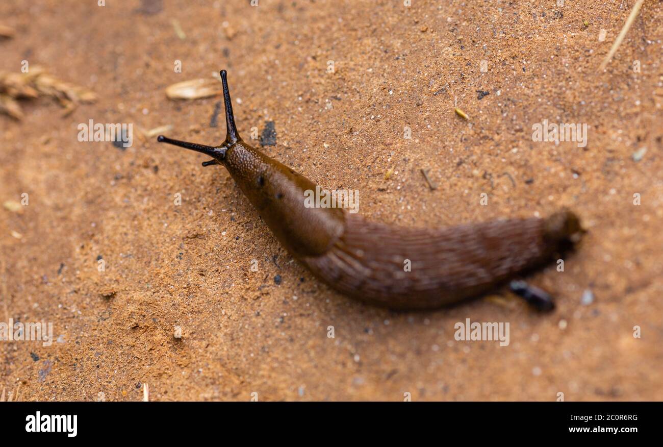 Brown snail without shell. European fauna. Stock Photo