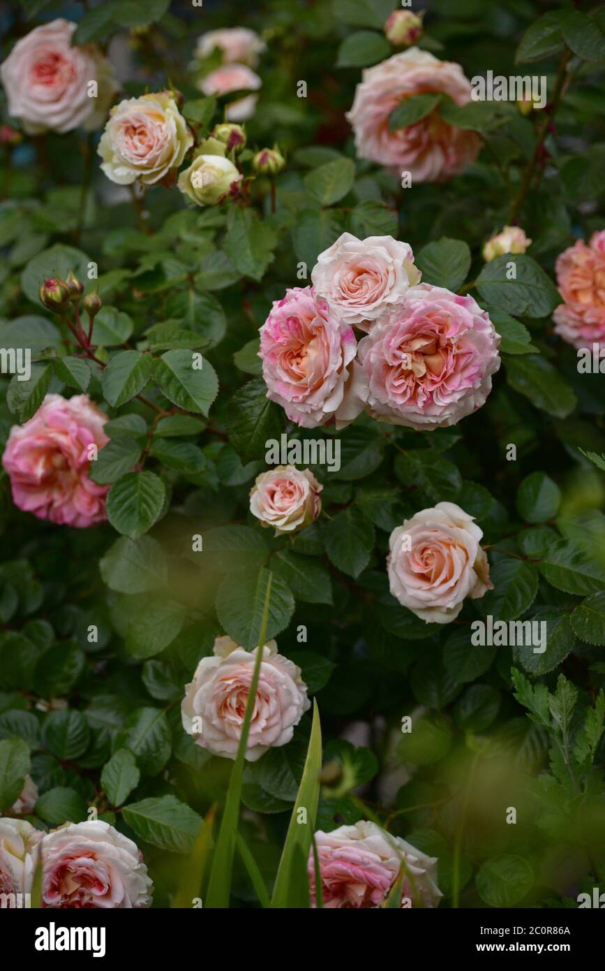 Pink Tea Roses Lovely and romantic blooms of the Hybrid Tea rose cultivar 'Double ...