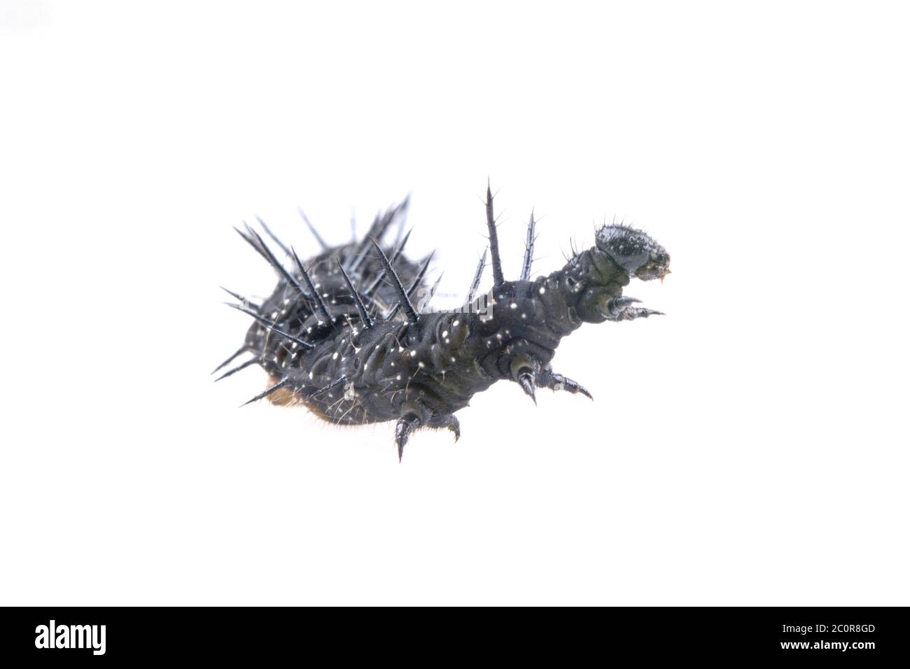 Black caterpillar with white spots on a white background Stock Photo ...