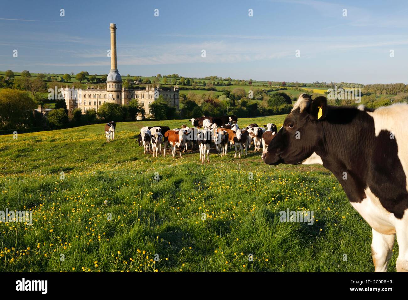 Bliss Mill with Buttercups and cows in field, Chipping Norton, Cotswolds, Oxfordshire, England, United Kingdom, Europe Stock Photo