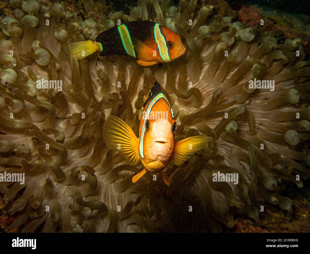 Clownfish (Clark's enemonefish) at its home in a stinging sea anemone Stock Photo