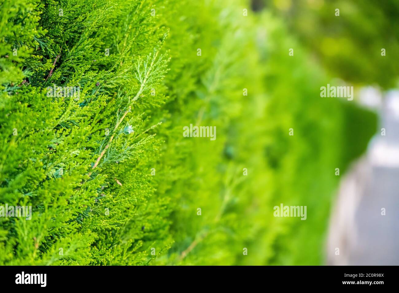 Green hedge of thuja trees. Green hedge of the tui tree. Nature, background. The wall consists of a green hedge. Stock Photo
