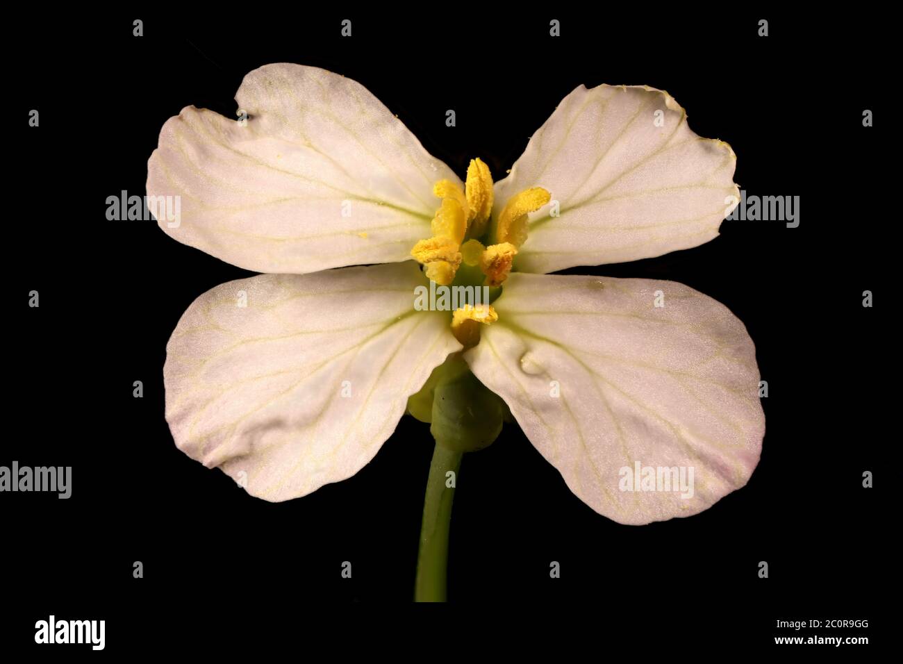 Garden Radish (Raphanus raphanistrum subsp. sativus). Flower Closeup Stock Photo