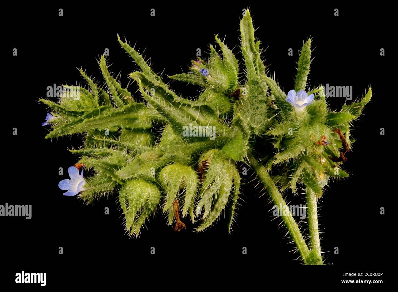 Annual Bugloss (Anchusa arvensis). Inflorescence Closeup Stock Photo