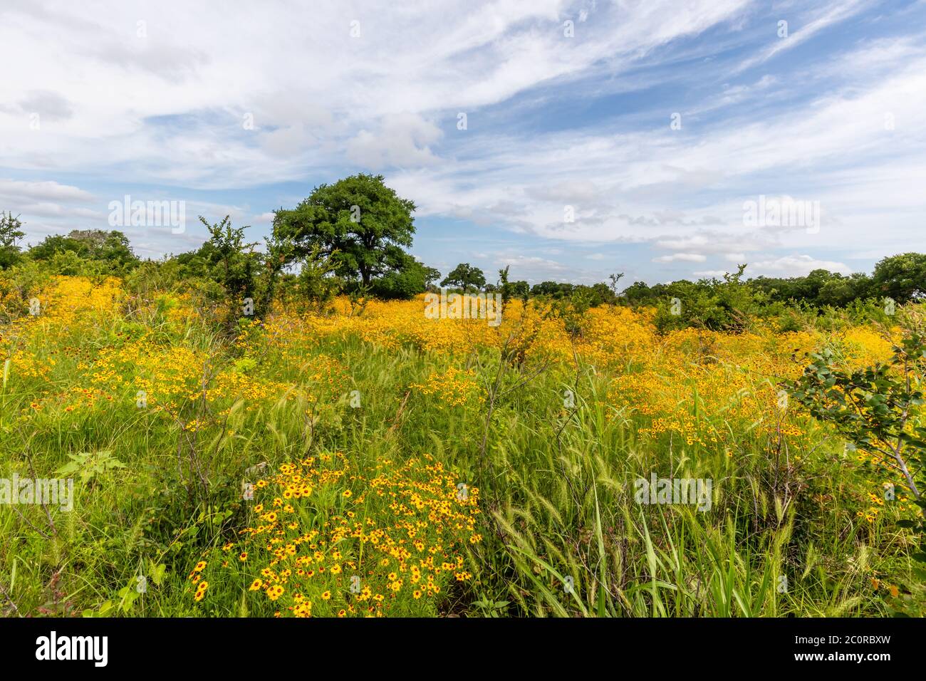 Yellow wildflowers in a Texas meadow Stock Photo Alamy