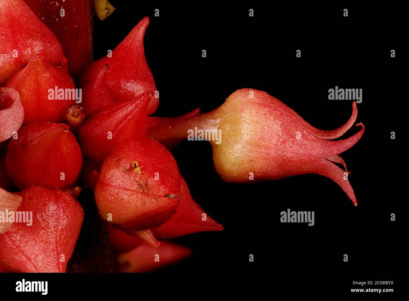 Castor-Oil Plant (Ricinus communis). Male Floral Buds Closeup Stock Photo