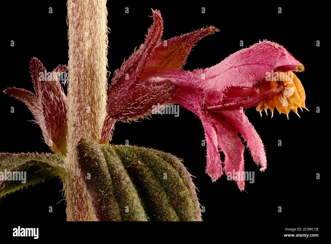 Red Bartsia (Odontites vulgaris). Flower Closeup Stock Photo