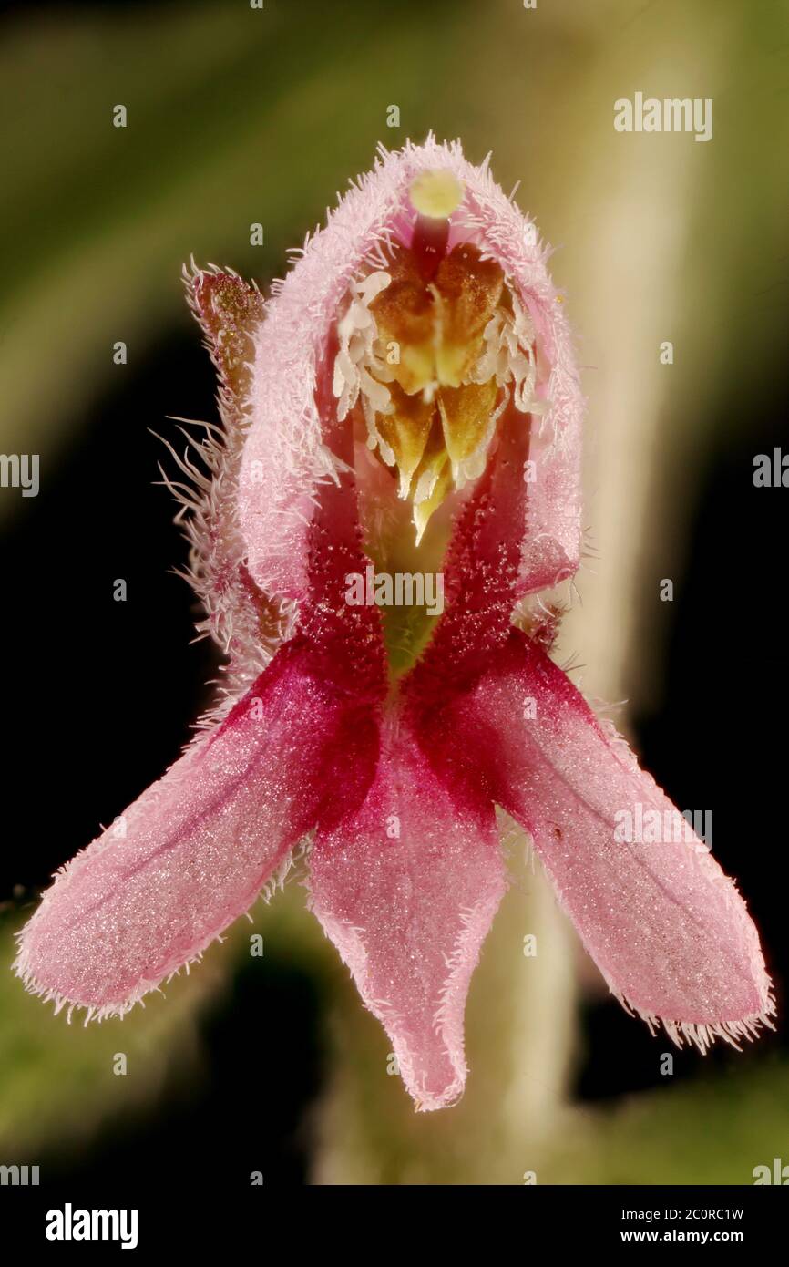 Red Bartsia (Odontites vulgaris). Flower Closeup Stock Photo