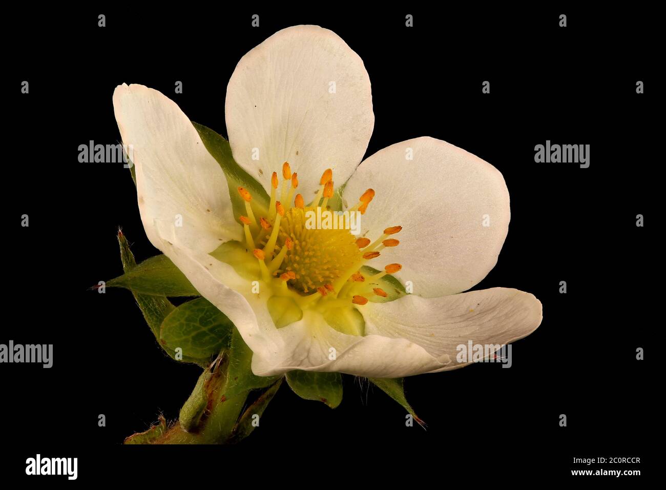 Garden Strawberry (Fragaria ananassa). Flower Closeup Stock Photo