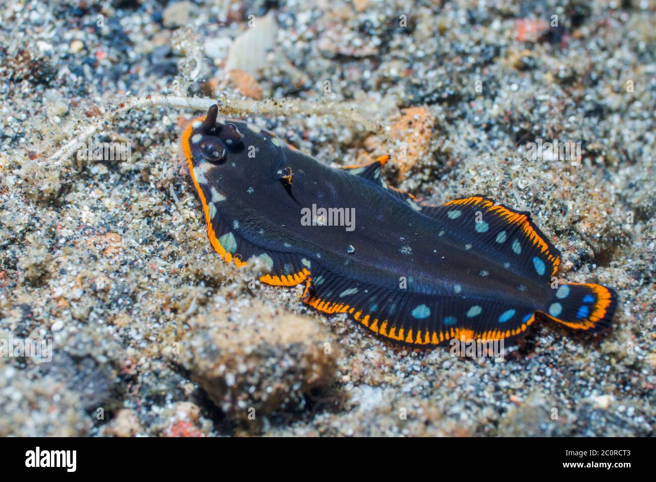 Juvenile sole [Soleichtys sp1] migh mimic a flatworm.  Lembeh Strait, North Sulawesi, Indonesia. Stock Photo