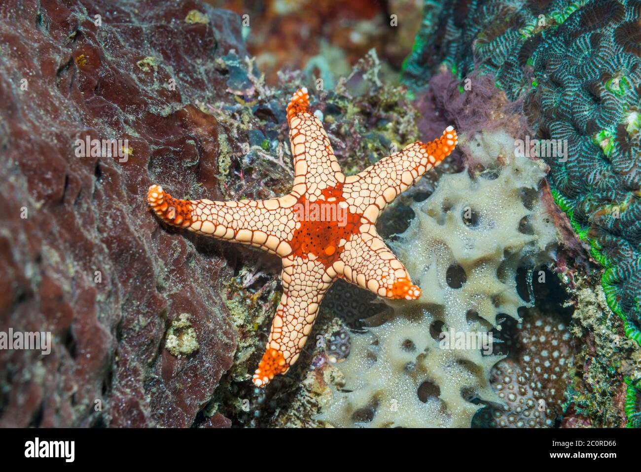 Necklace Sea Star [Fromia monilis].  Lembeh Strait, North Sulawesi, Indonesia. Stock Photo