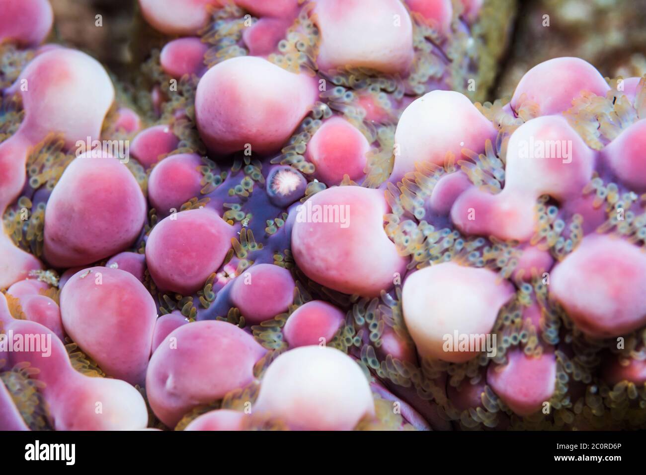 Warty sea star or the Banded Bubble star [Echinaster callosus].  West Papua, Indonesia.  Indo-West Pacific. Stock Photo