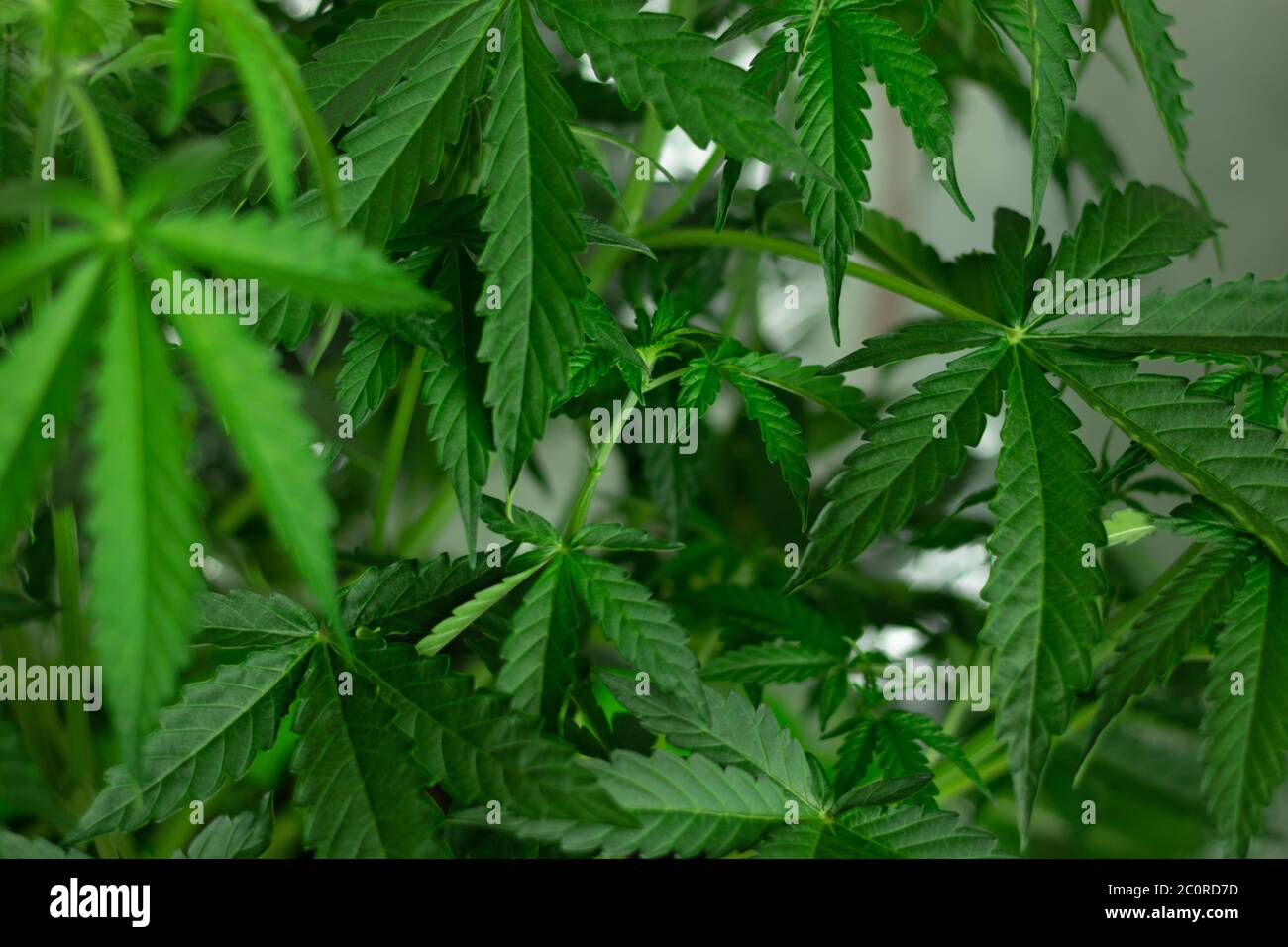 Legalization of hemp for entertainment purposes. Marijuana with copy space background. Stock Photo