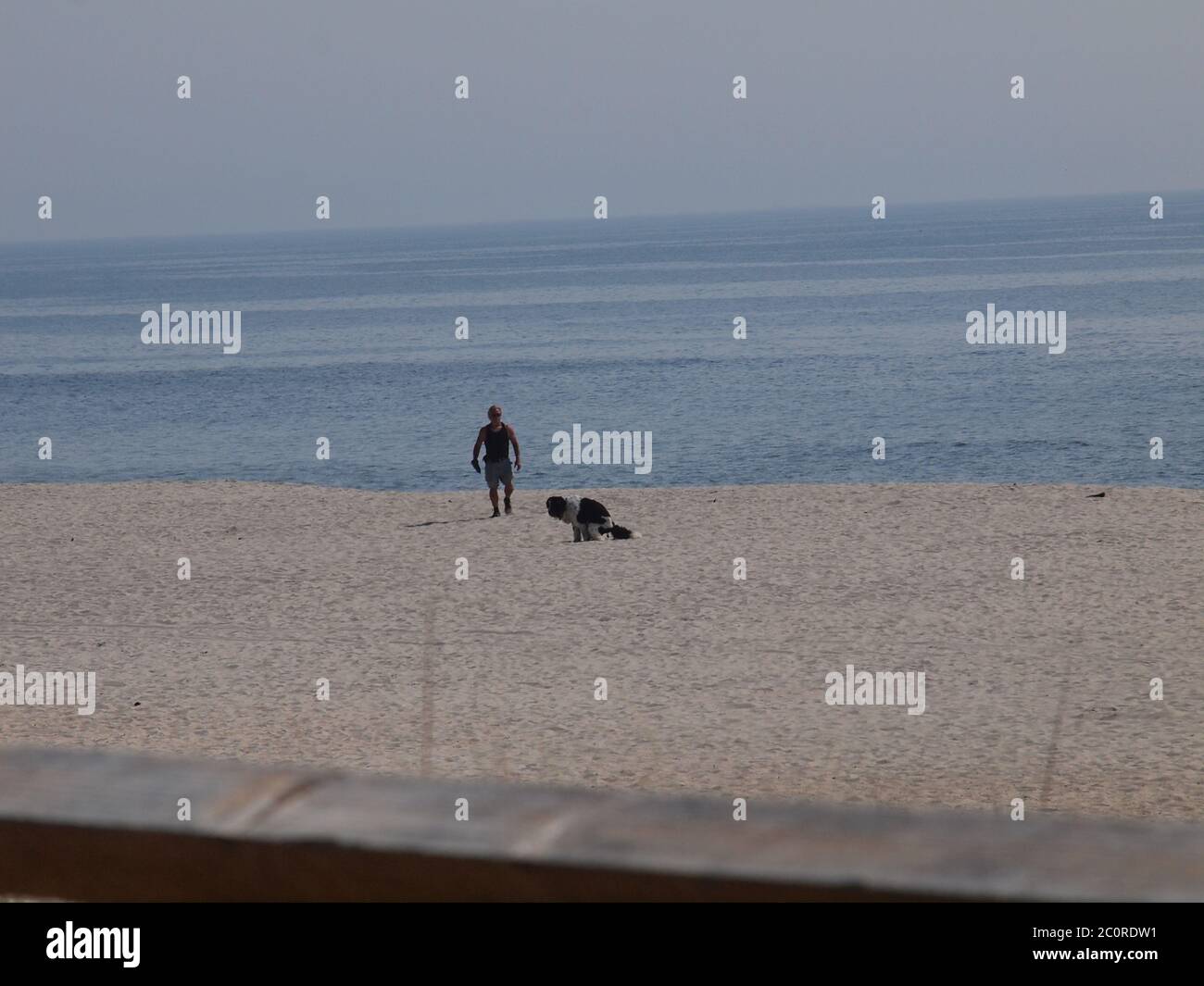 Dog littering beach as owner picks up droppings. Evnironmentally considerate. Stock Photo
