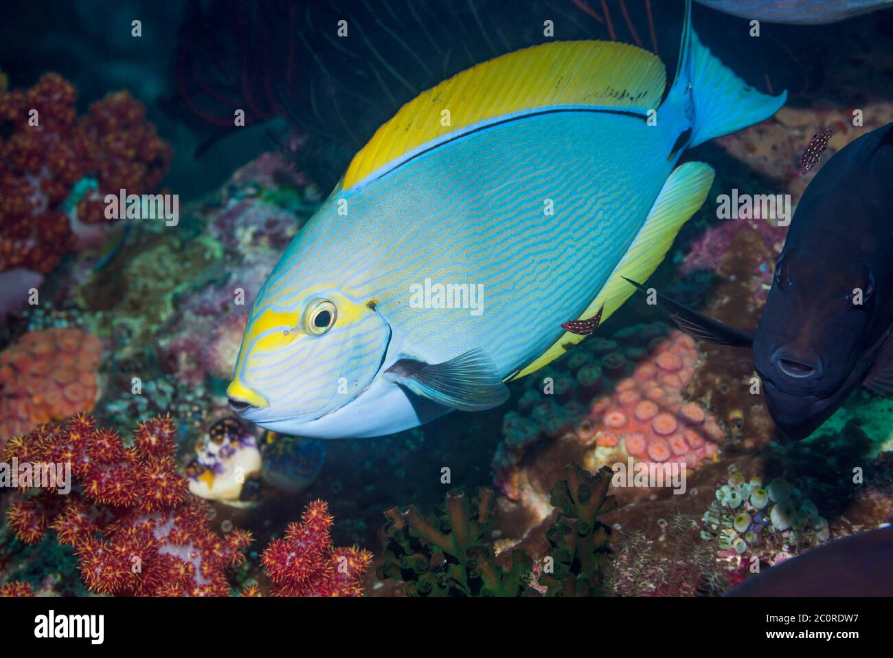 Elongate Surgeonfish [Acanthurus mata] with a Juvenile Diana's Hogfish [Bodianus diana] cleaning.  The fish next to it is also an Elongate Surgeonfish Stock Photo