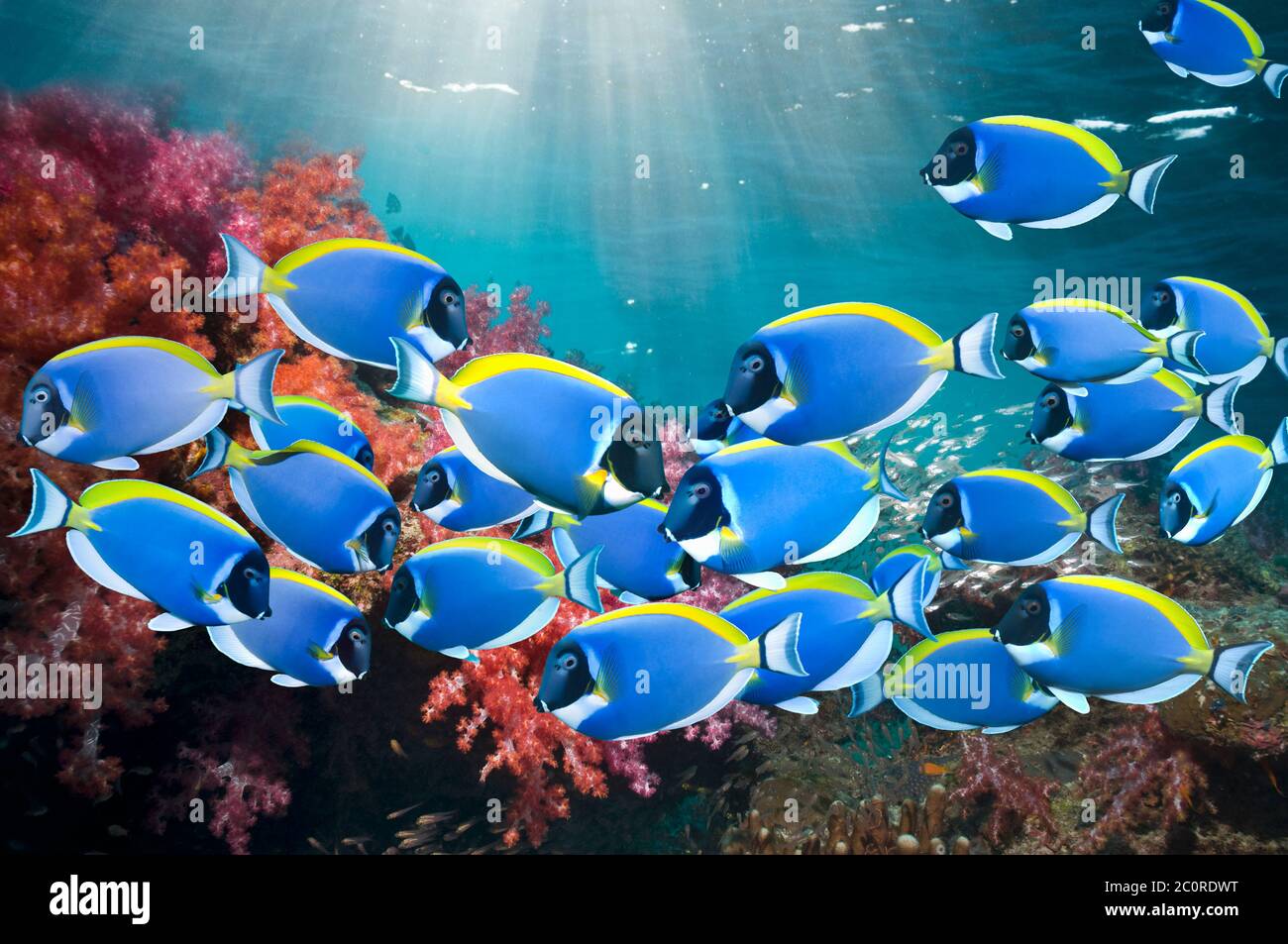 Powderblue surgeonfish or Powderblue tangs [Acanthurus leucosternon
