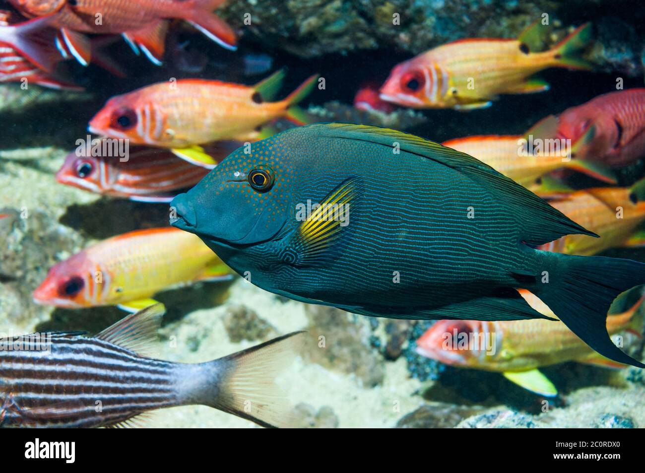 Striped bristletooth or Striated surgeonfish [Ctenochaetus striatus]. Egypt, Red Sea. Stock Photo