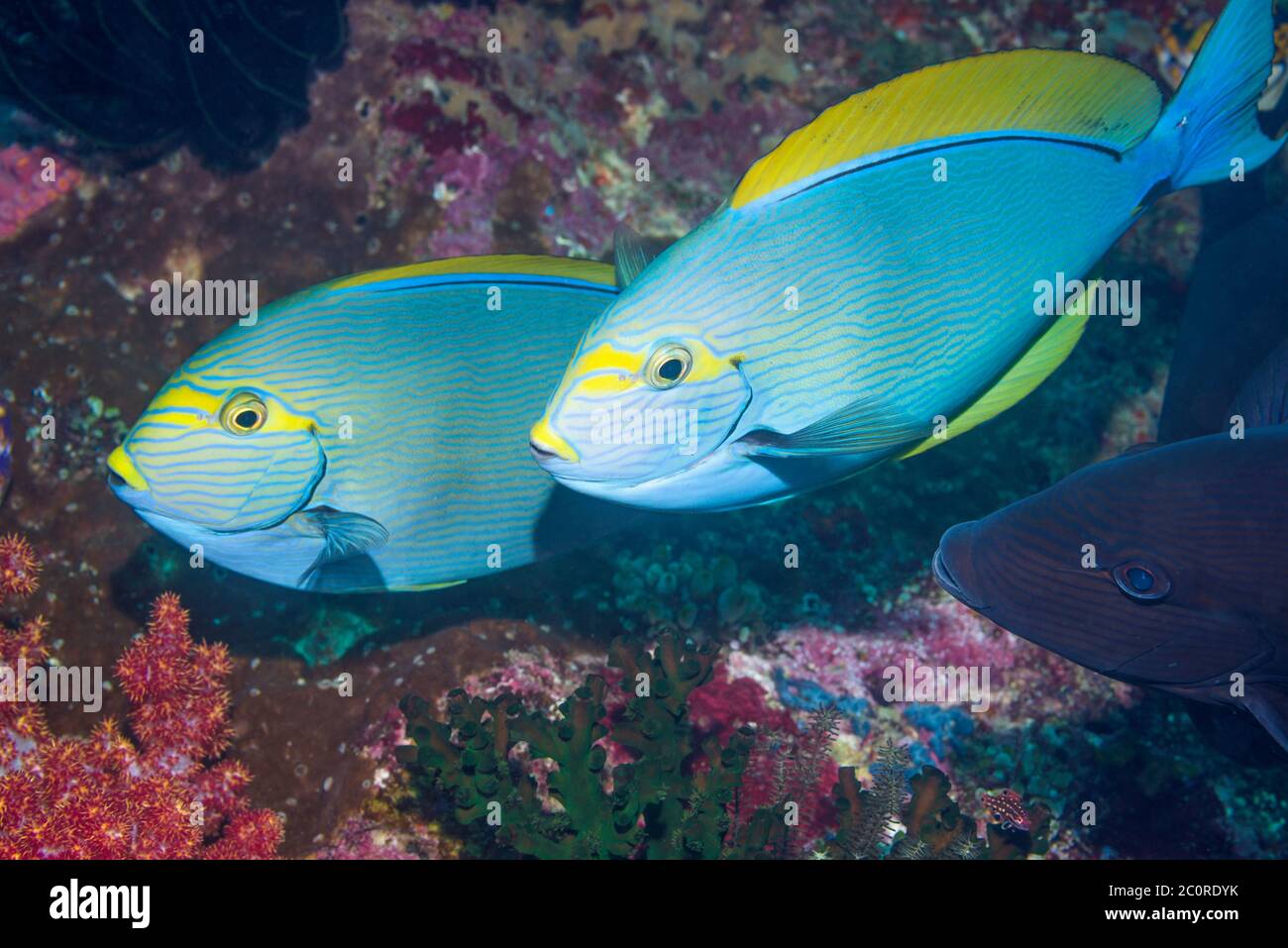 Elongate Surgeonfish [Acanthurus mata].  West Papua, Indonesia.  Indo-West Pacific. Stock Photo