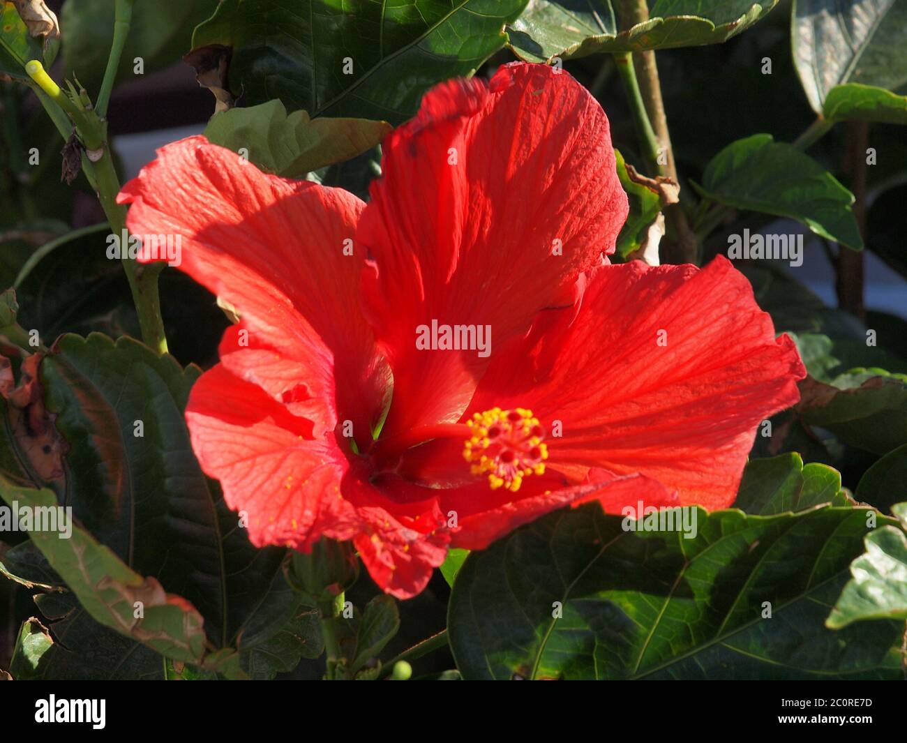 Red Hibiscus in the afternoon sun. Stock Photo