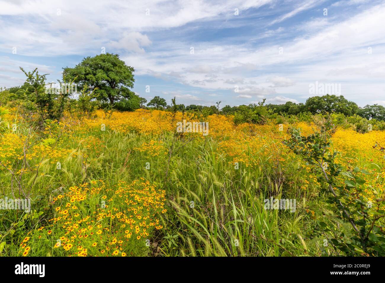 Texas yellow wildflowers hires stock photography and images Alamy