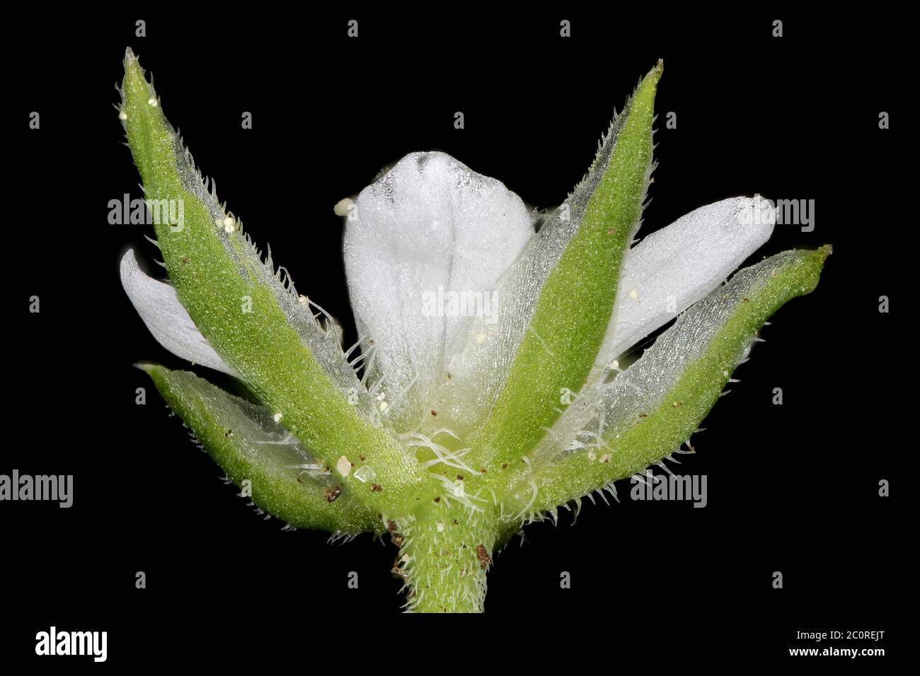Three-Nerved Sandwort (Moehringia trinervia). Flower Closeup Stock Photo