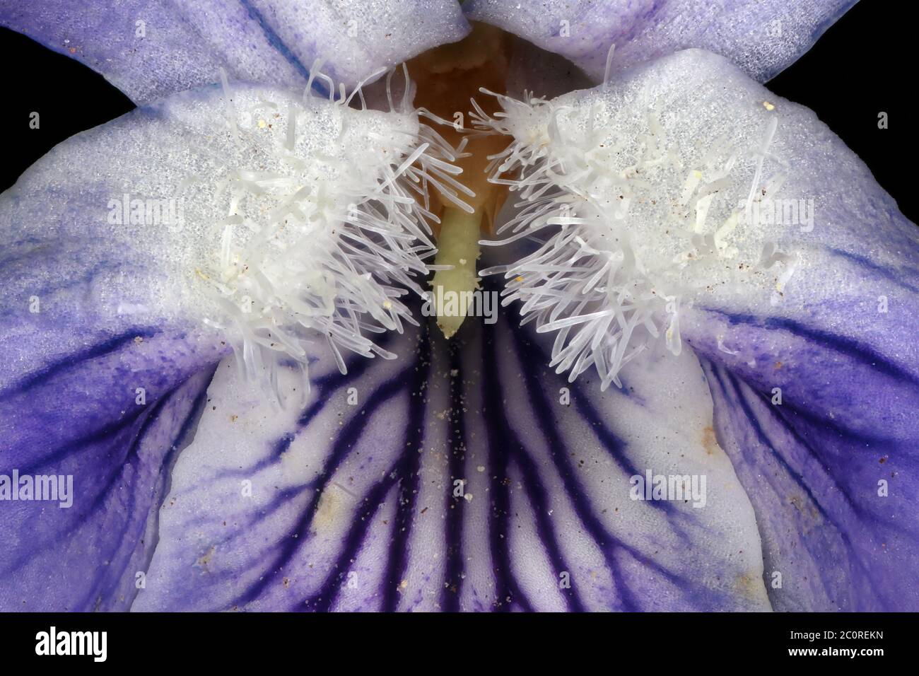 Heath Dog Violet (Viola canina). Flower Detail Closeup Stock Photo