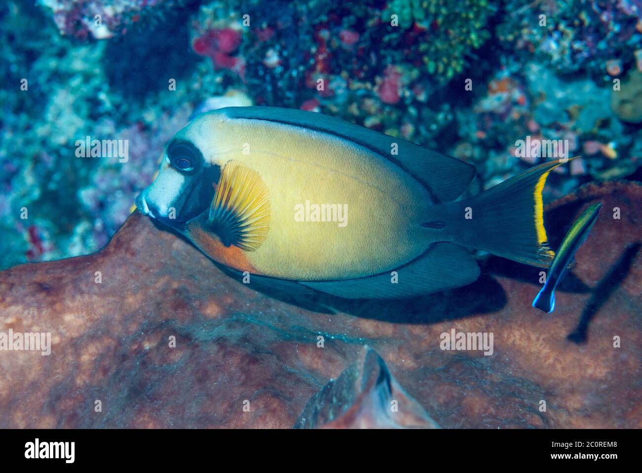 Mimic surgeonfish, Chocolat tang [Acanthurus pyroferus].  North Sulawesi, Indonesia. Stock Photo