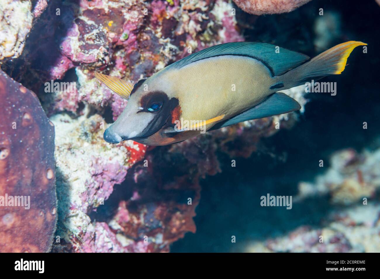Mimic surgeonfish, Chocolat tang [Acanthurus pyroferus].  North Sulawesi, Indonesia. Stock Photo