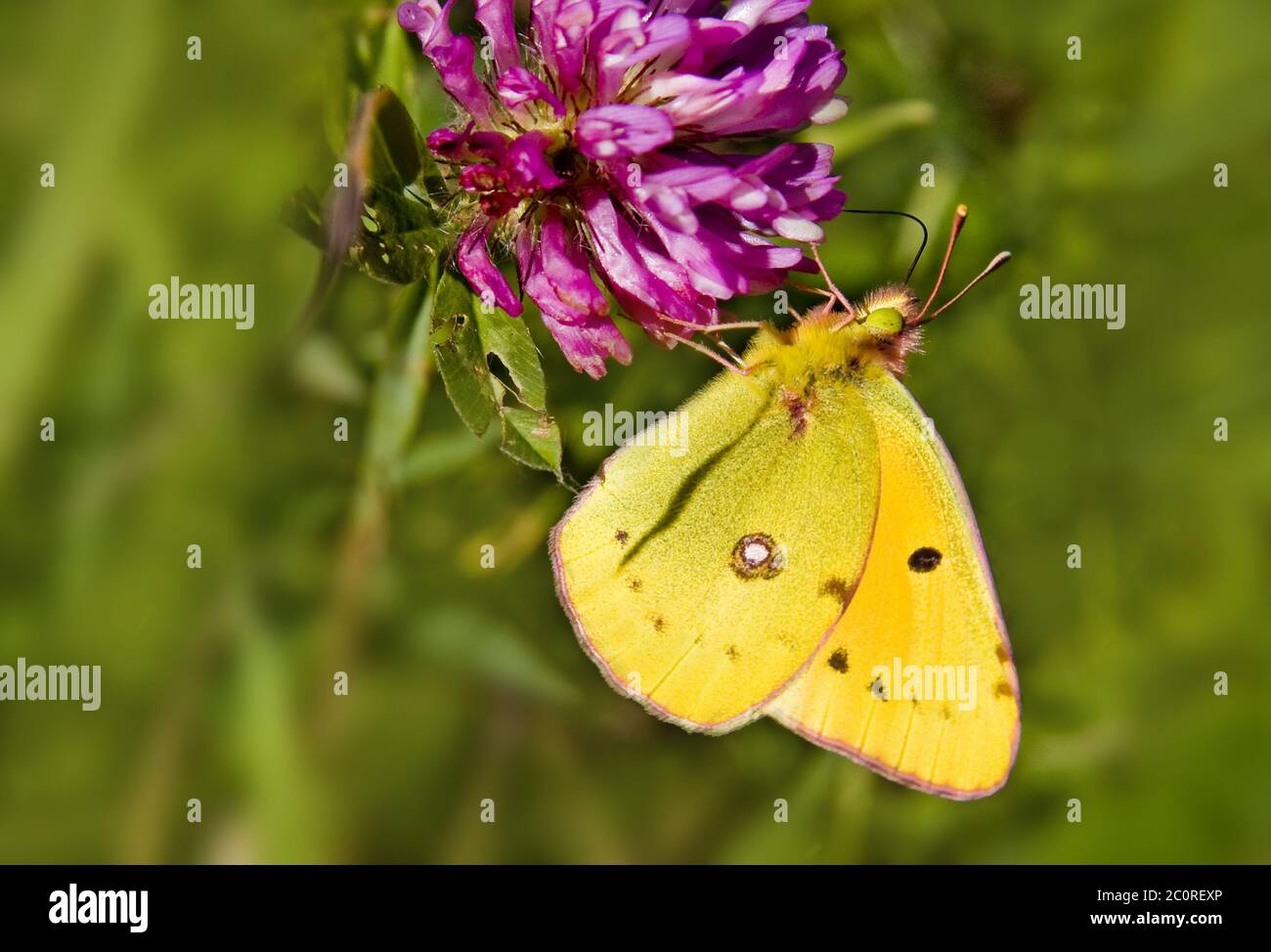 Pale Clouded Yellow   Colias hyale Stock Photo