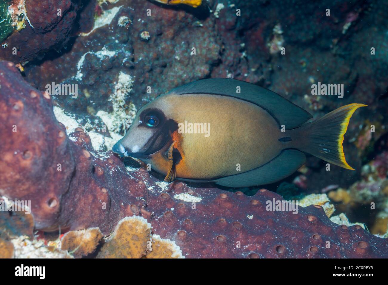 Mimic surgeonfish, Chocolate tang [Acanthurus pyroferus].  North Sulawesi, Indonesia. Stock Photo