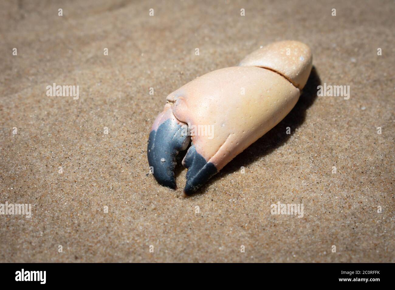Crab claw hi-res stock photography and images - Alamy