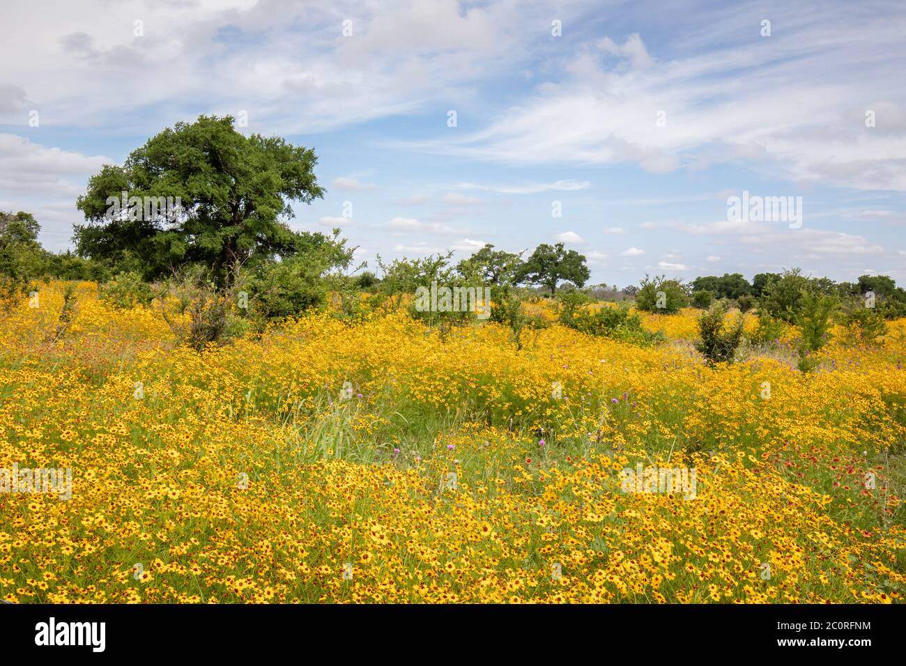 Field of yellow Texas wildflowers Stock Photo Alamy