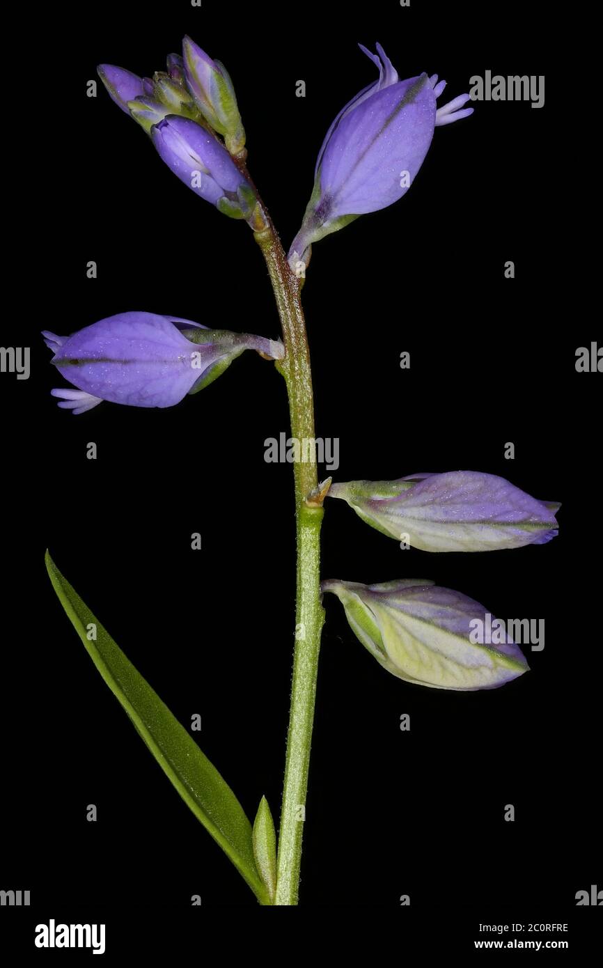 Common Milkwort (Polygala vulgaris). Inflorescence Closeup Stock Photo