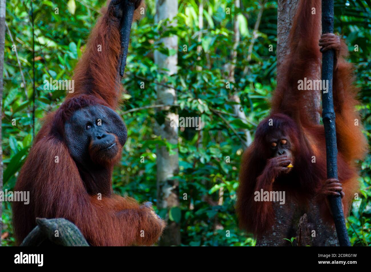 two Orangutan hanging on a tree in the jungle, Indonesia Stock Photo