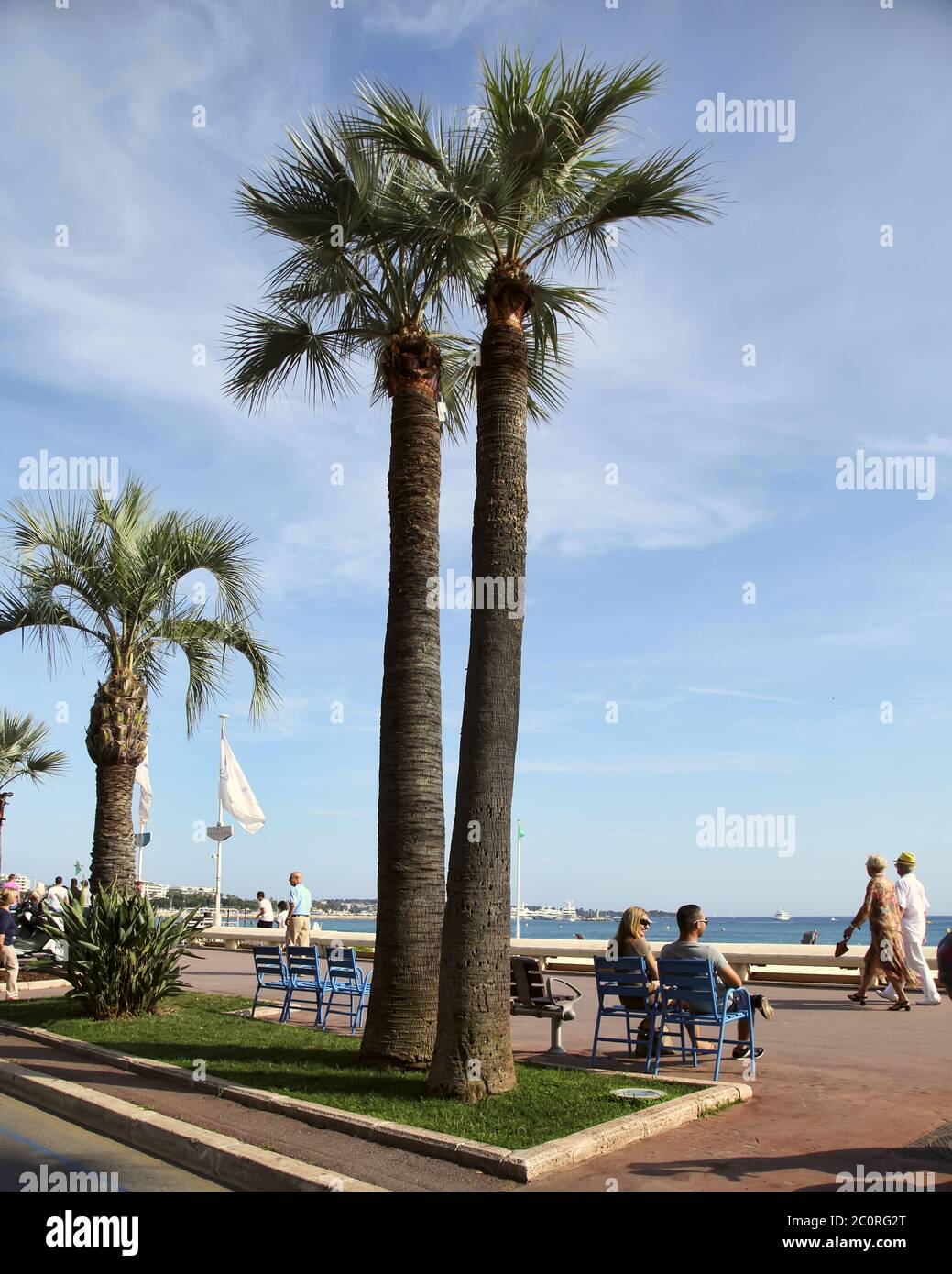 CANNES, FRANCE -  JULY 5, 2014. Palm trees on the Croisette in Cannes city. Cannes located in the French Riviera. The city is fa Stock Photo