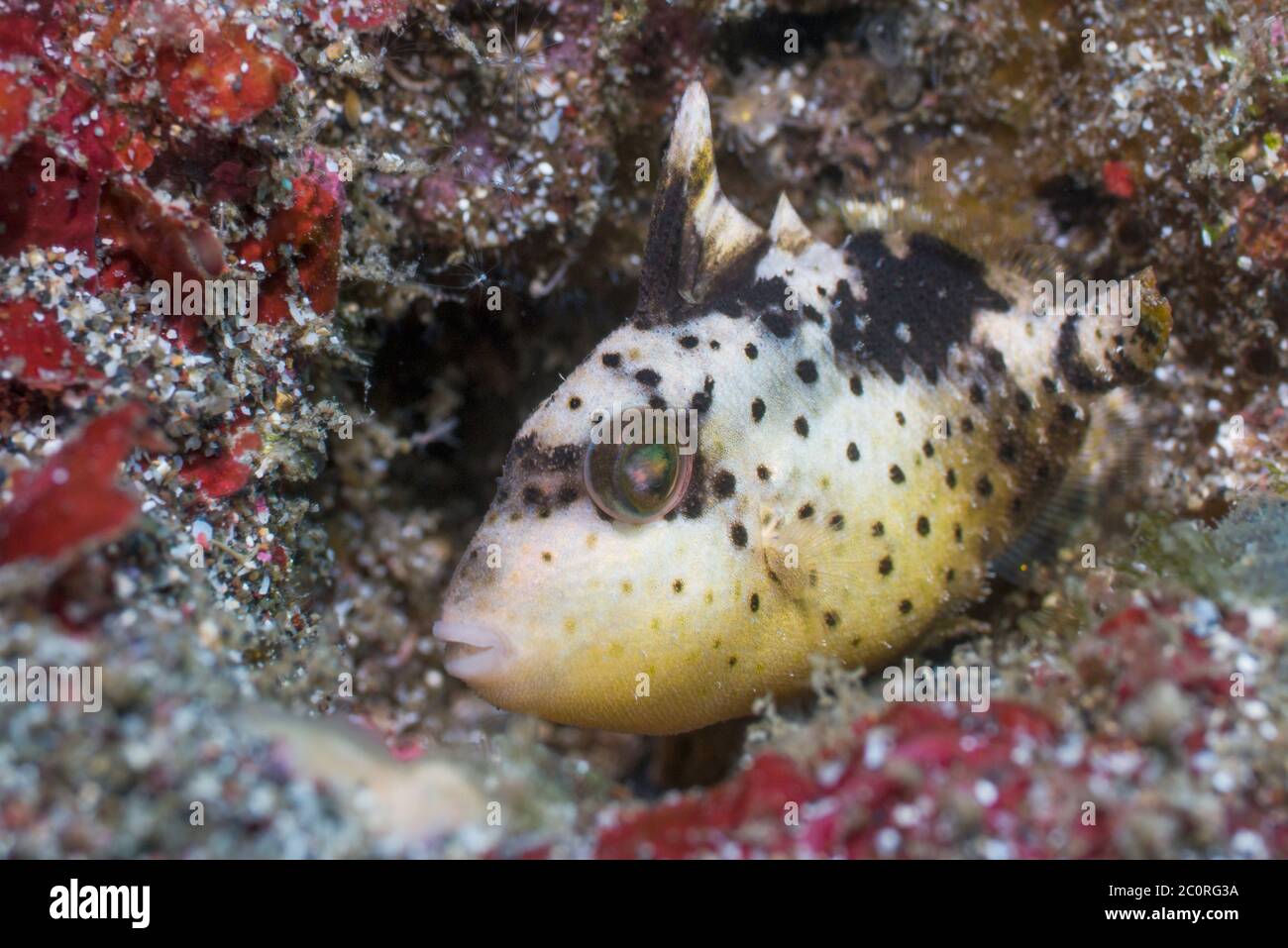 Juvenile Titan Triggerfish [Balistoides viridescens].  Lembeh Strait, North Sulawesi, Indonesia. Stock Photo
