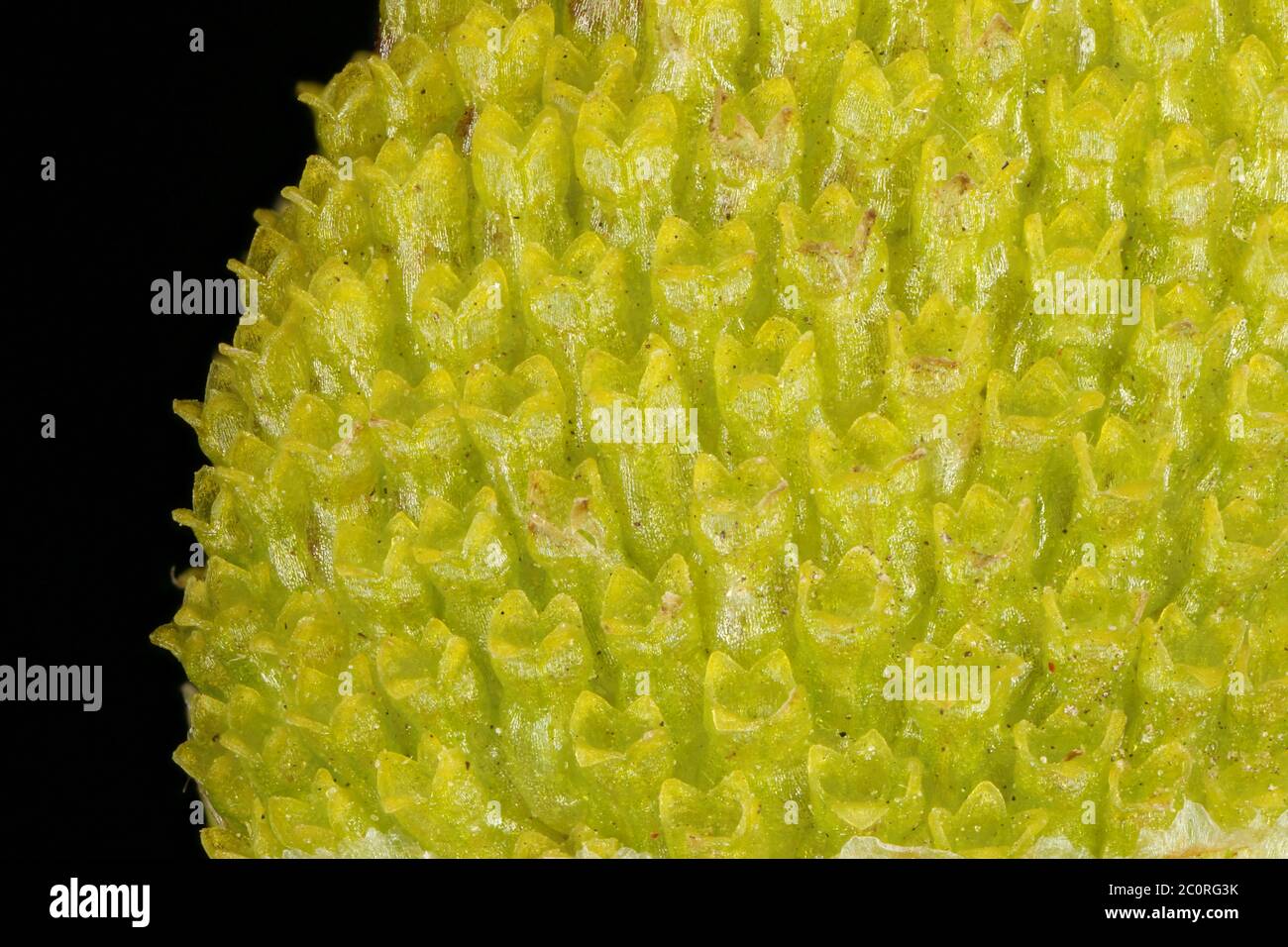 Pineapple Weed (Matricaria matricarioides). Capitulum Detail Closeup