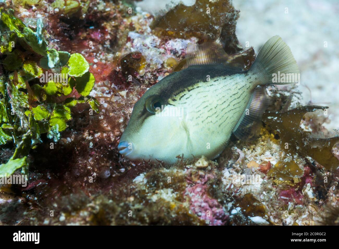 Black finned triggerfish hi-res stock photography and images - Alamy