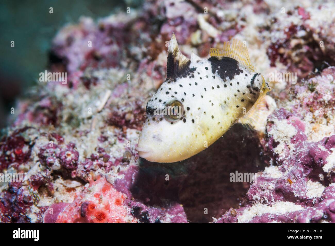 Juvenile Yellowmargin Triggerfish [Pseudobalistes flavimarginatus].  West Papua, Indonesia.  Indo-West Pacific. Stock Photo