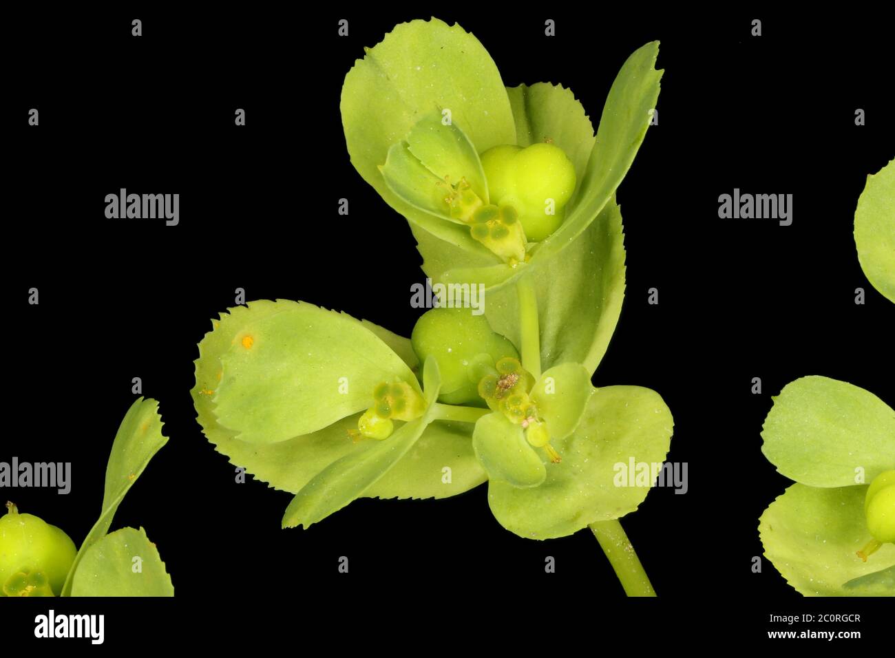 Sun Spurge (Euphorbia helioscopia). Cyathia Closeup Stock Photo