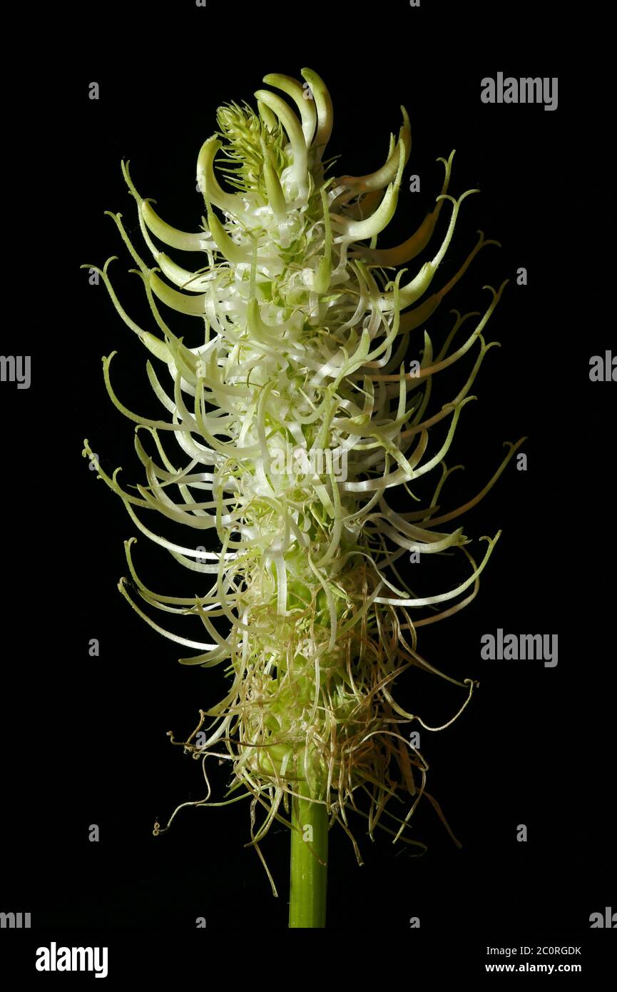 Spiked Rampion (Phyteuma spicatum). Inflorescence Closeup Stock Photo