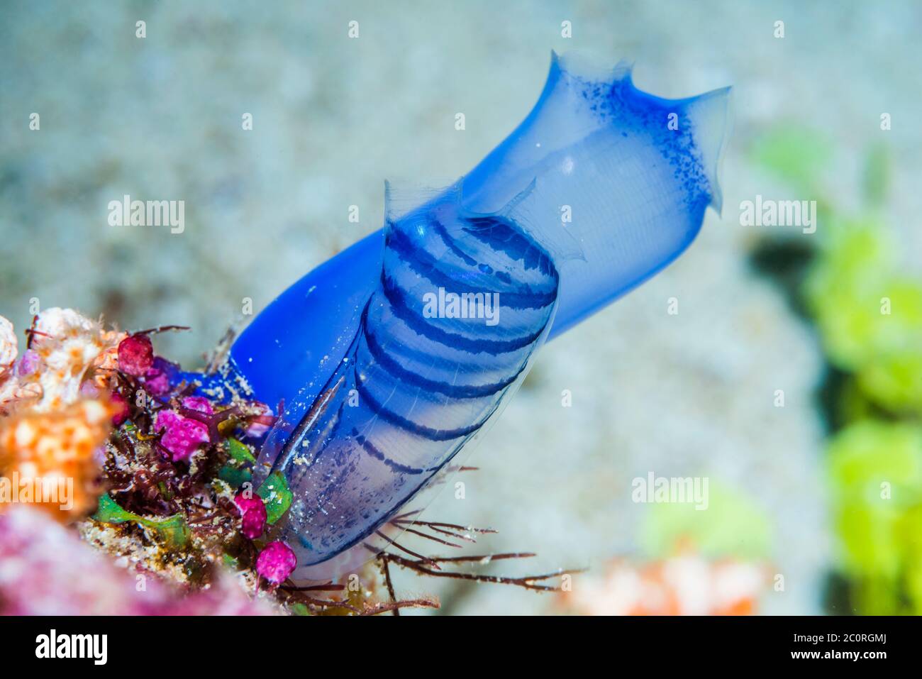 Blue Club Tunicate [Rhopalaea circula].  West Papua, Indonesia.  Indo-West Pacific. Stock Photo