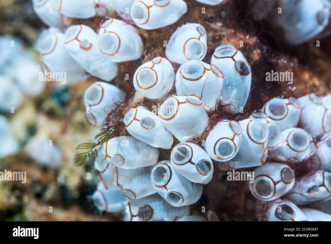 Ascidian or Sea squirt - Clavellina sp.  West Papua, Indonesia.  Indo-West Pacific. Stock Photo