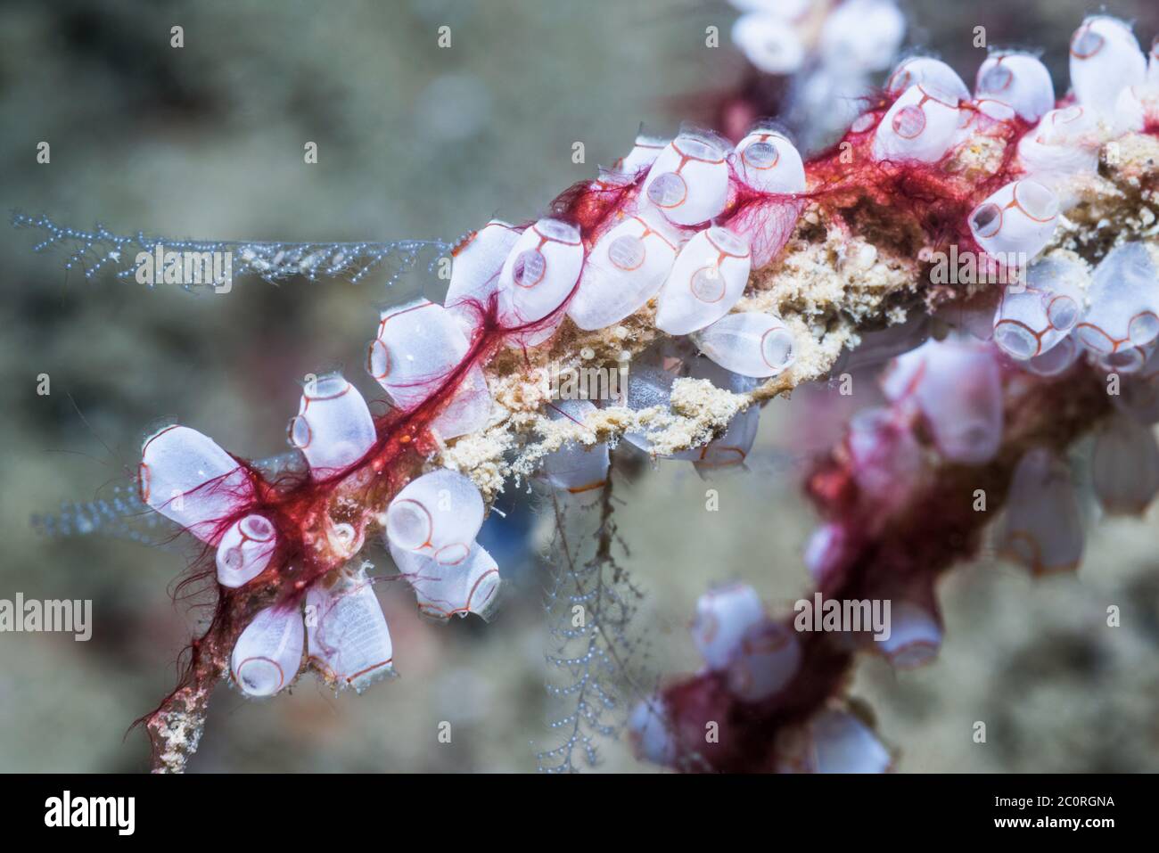 Sea squirts - Clavellina sp.  West Papua, Indonesia.  Indo-West Pacific. Stock Photo