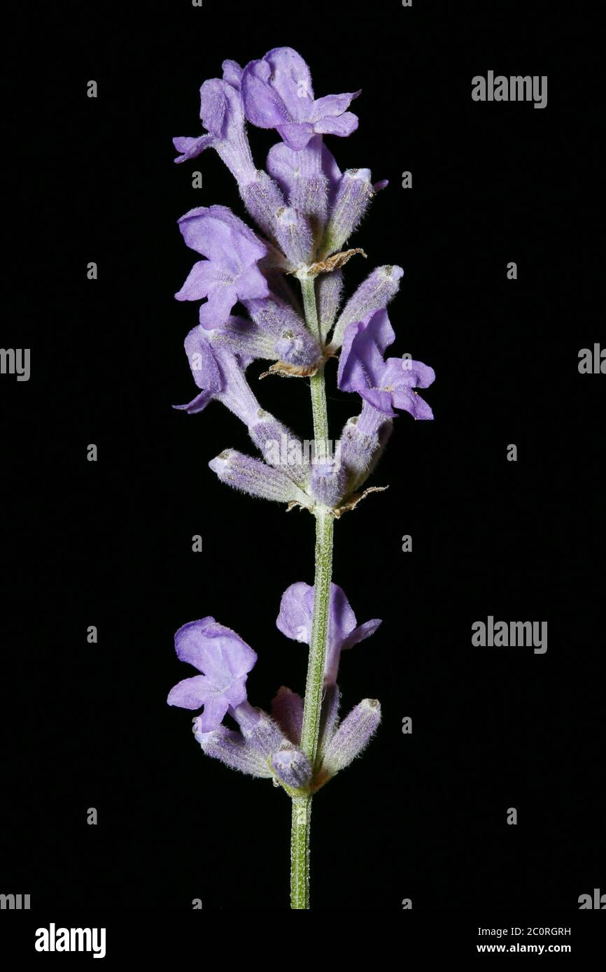 English Lavender (Lavandula angustifolia). Inflorescence Closeup Stock