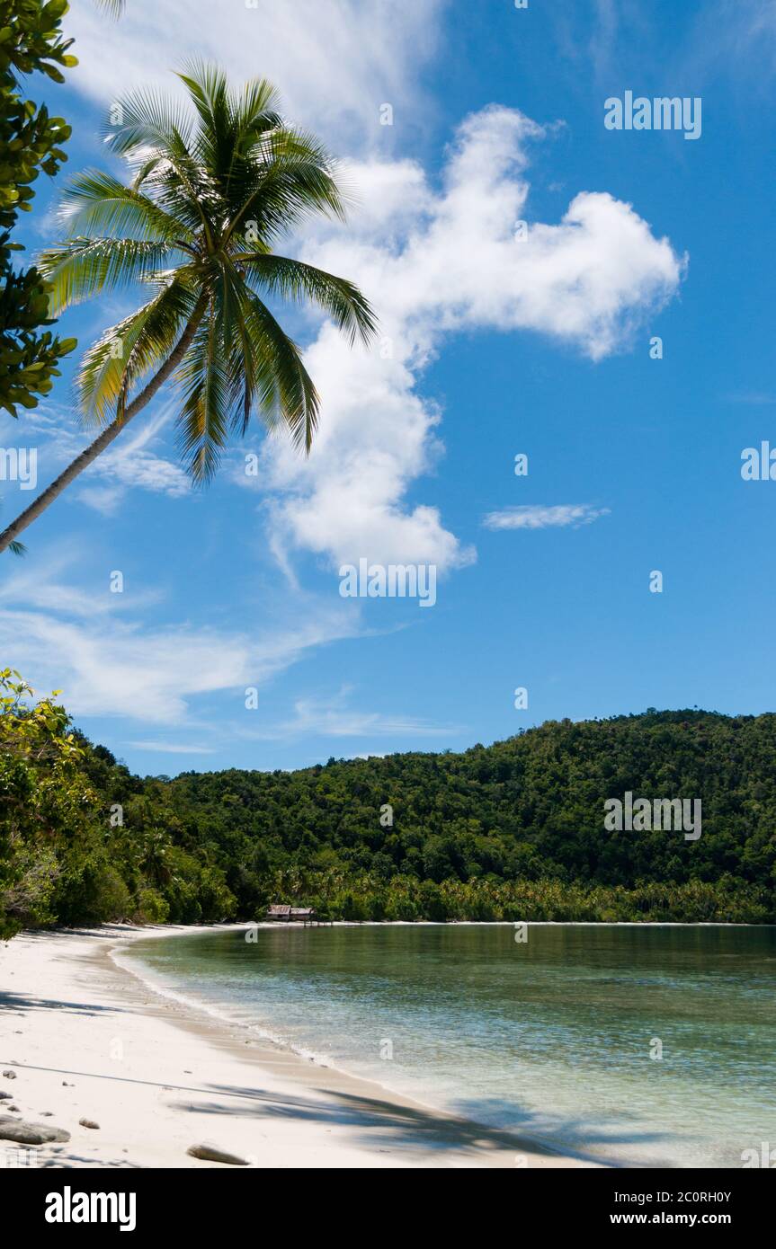 Palm tree at a Tropical Raja Ampat Beach with blue sky and ocea Stock Photo