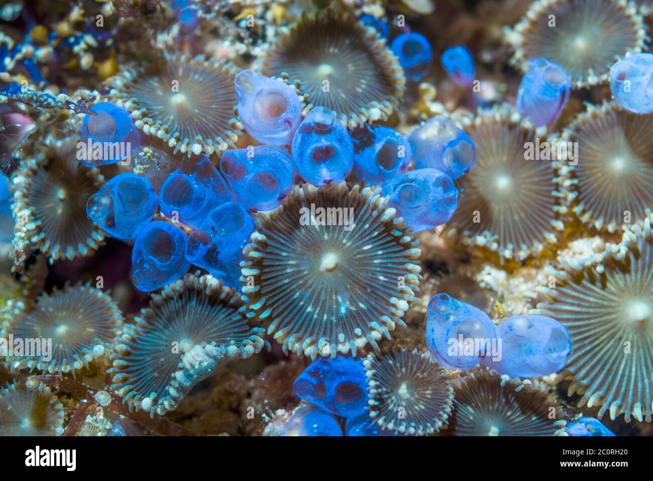 Zoanthids, Colonial anemones - Protopalythoa species and Ascidians [Clavellina sp.].  West Papua, Indonesia.  Indo-West Pacific. Stock Photo