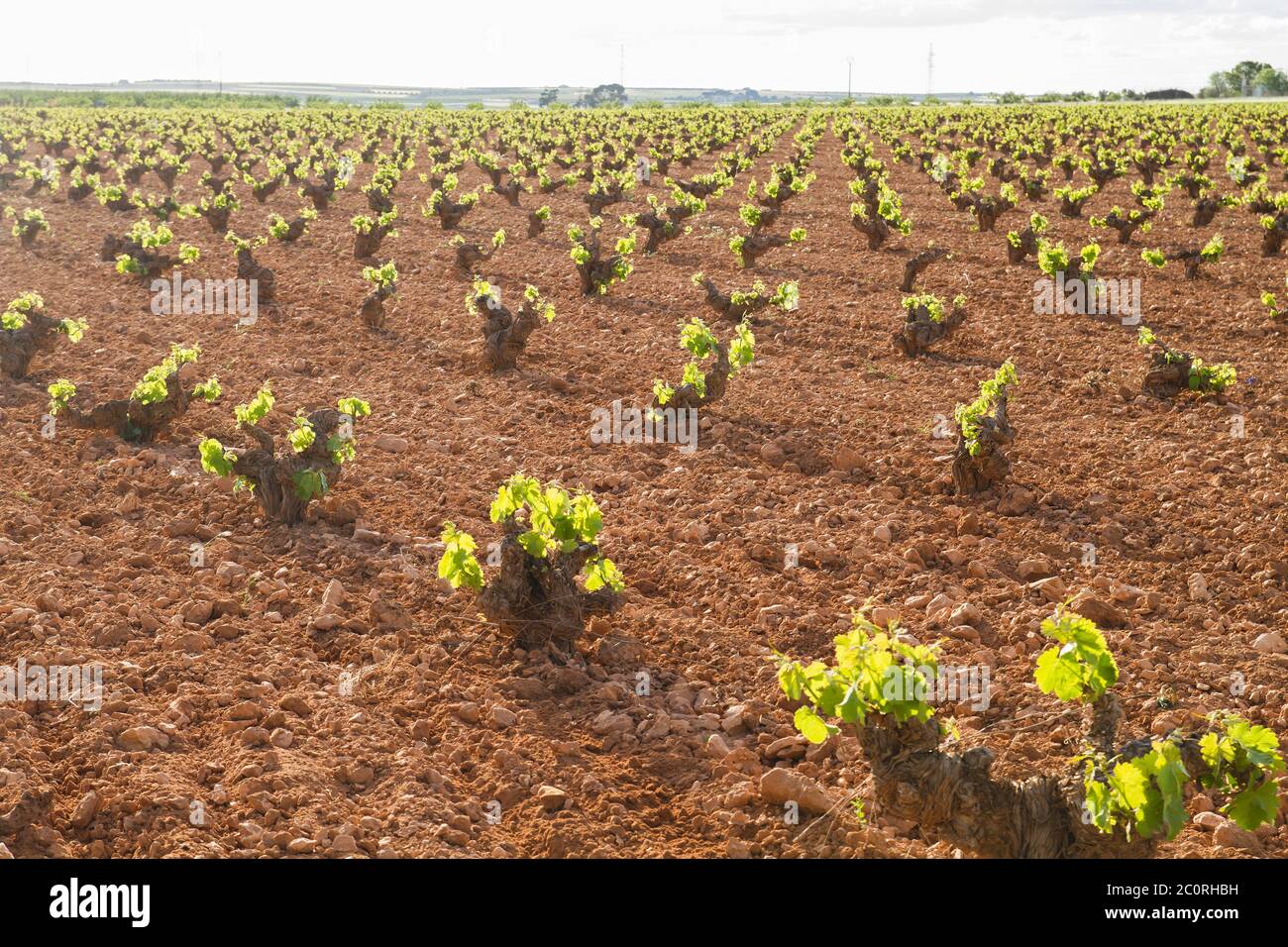 Extensive vineyards fields in La Mancha, Spain Stock Photo
